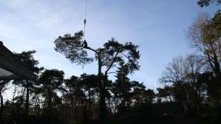 Kelpen-Oler boom kappen